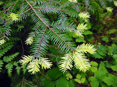 Fir Needle Silver