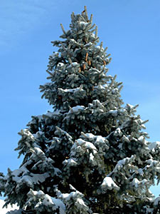 Fir Needle Silver #2