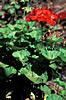 Geranium Bourbon