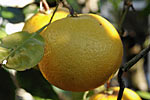 Grapefruit Peel Pink
