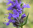 Hyssop
