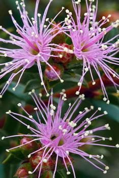 Kunzea ambigua (Australia) #3