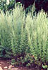 Lanyana Wild Artemesia afra