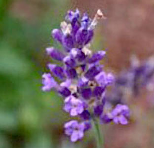 Lavender angustifolia Bulgarian Organic