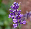 Lavender angustifolia Bulgarian Organic