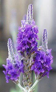 Lavender Spike