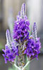Lavender Spanish