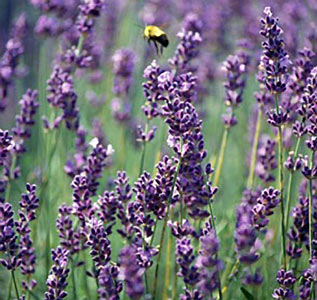 Lavender Spike #2