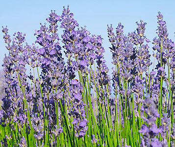 Lavender angustifolia French (Traditional Wellness Quality)