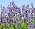Lavender angustifolia French (Traditional Wellness Quality)