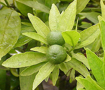 Lemon Peel Cold Pressed #3
