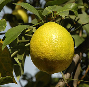 Lemon Peel Cold Pressed #4