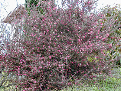 Manuka aka New Zealand Tea Tree #4