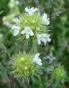 Marjoram Spanish #2