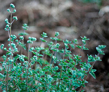 Marjoram Spanish