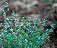 Marjoram Spanish
