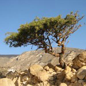 Myrrh Select