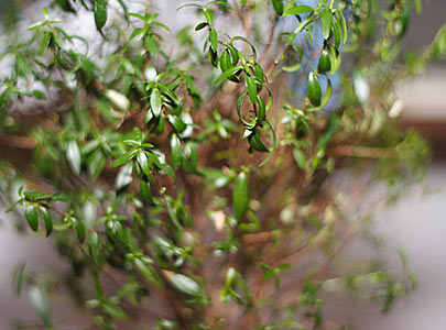 Myrtle #2