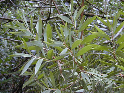 Niaouli Wild #4