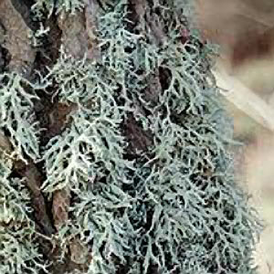 Oakmoss Absolute