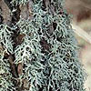 Oakmoss Absolute