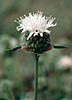 Pennyroyal