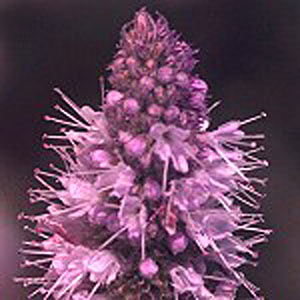 Peppermint Yakima Natural