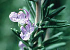 Rosemary Tunisian Wild