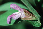 Sage Spanish