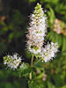 Spearmint Farwest