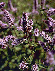 Spearmint Farwest #2