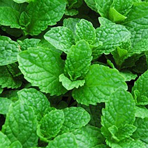 Spearmint Farwest #3