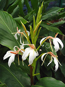 Ginger Lily Spiked