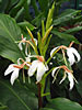 Ginger Lily Spiked