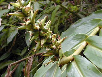 Ginger Lily Spiked #2