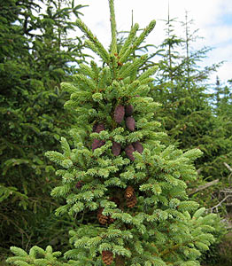 Spruce Picea mariana