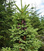 Spruce Picea mariana