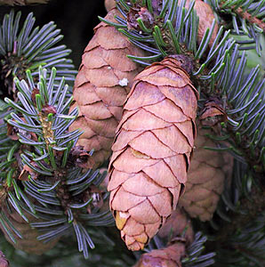 Spruce Picea mariana #3