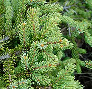 Spruce Picea mariana #2