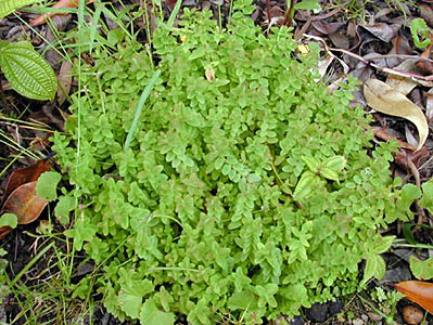 St. Johns Wort #2