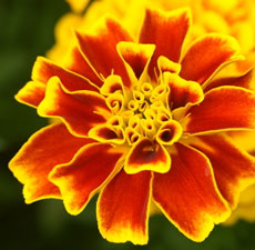 Tagetes #2