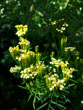 Tagetes