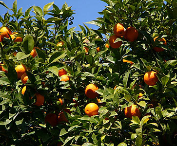Tangerine Peel CP