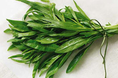 Tarragon #2