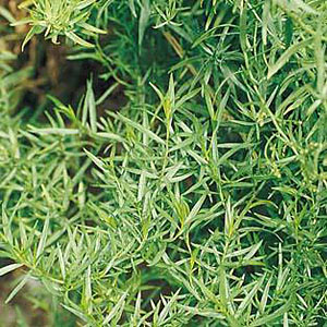 Tarragon