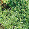 Tarragon