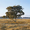 Tea Tree Organic