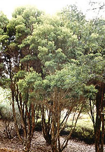 Tea Tree Organic #2