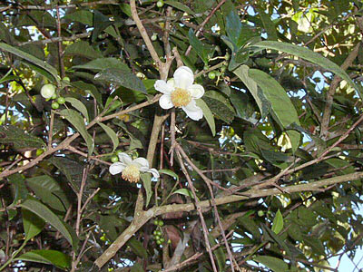 Tea Tree Organic #3