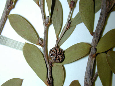 Tea Tree Organic #4